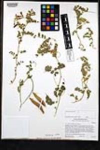 Vicia americana image