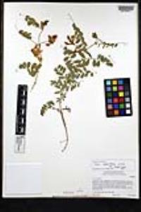 Vicia americana image