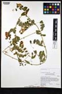 Vicia americana image