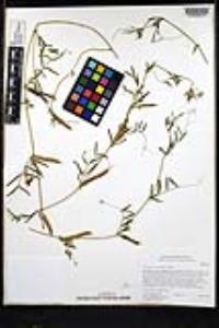 Vicia sativa image