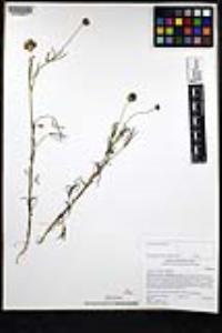 Trifolium willdenovii image