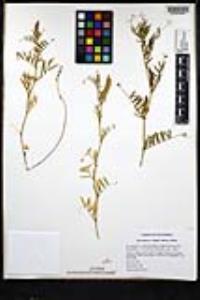 Vicia sativa image