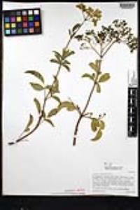 Sambucus nigra image