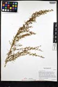 Artemisia californica image