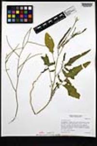 Sisymbrium orientale image
