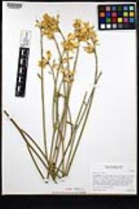 Spartium junceum image