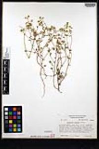 Cryptantha gracilis image