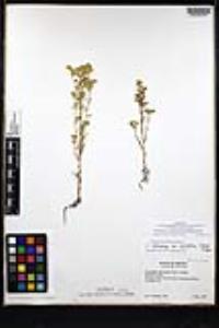 Cryptantha cycloptera image
