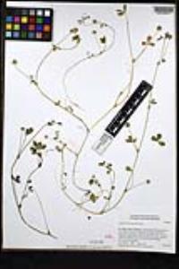 Trifolium microcephalum image