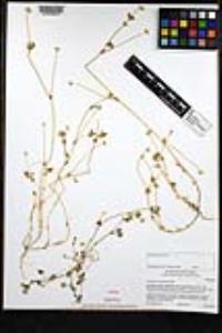 Trifolium microcephalum image