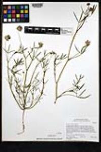 Trifolium willdenovii image