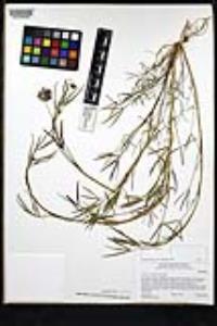 Trifolium willdenovii image