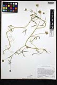 Trifolium willdenovii image