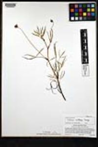 Trifolium willdenovii image