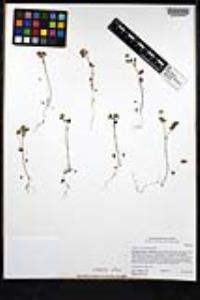 Trifolium microcephalum image
