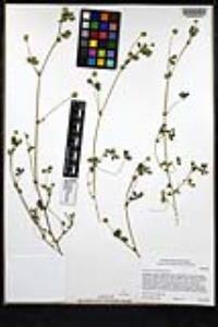 Trifolium microcephalum image