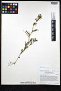 Vicia sativa image