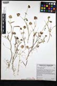 Trifolium willdenovii image
