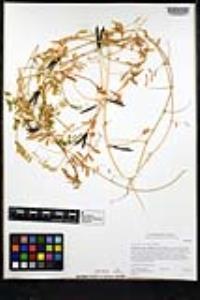Vicia sativa image