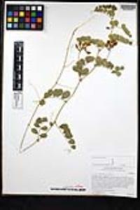 Vicia americana subsp. americana image