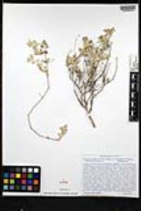 Tidestromia suffruticosa image