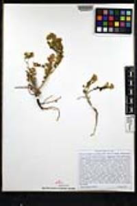 Phacelia crenulata var. ambigua image
