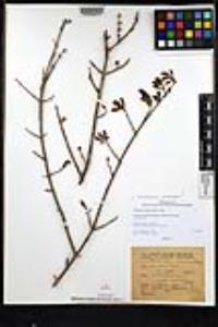 Forestiera pubescens image