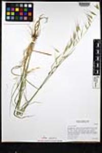 Avena barbata image