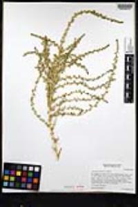Amaranthus blitoides image