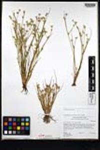 Juncus bufonius var. congestus image