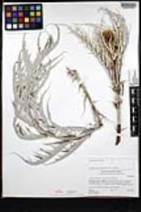 Cynara cardunculus image