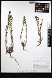 Phacelia affinis image