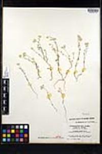 Cryptantha gracilis image
