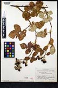 Rubus armeniacus image