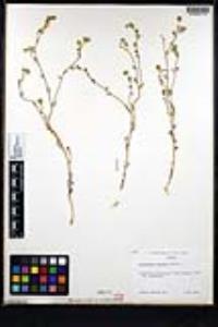 Cryptantha gracilis image