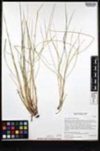 Elymus elymoides image