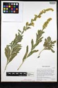 Solidago velutina image