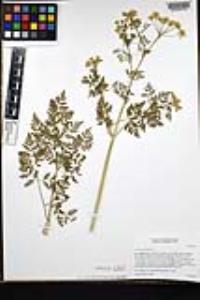 Conium maculatum image