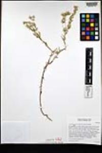 Logfia filaginoides image