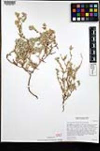 Logfia filaginoides image