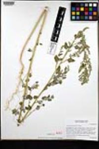 Chenopodium fremontii image
