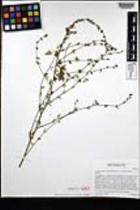 Acmispon glaber var. brevialatus image