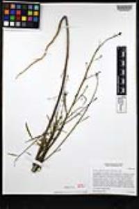 Eulobus californicus image