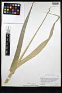 Arundo donax image