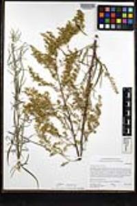 Artemisia palmeri image