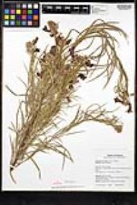 Chilopsis linearis subsp. arcuata image