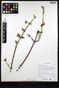 Fraxinus velutina image