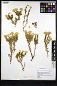 Ericameria cuneata var. spathulata image