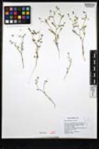 Eucrypta micrantha image