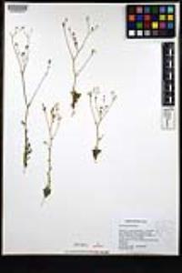 Gilia ophthalmoides image